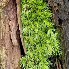 Unverified Moss, Liverwort or Hornwort at Ulladulla, NSW - 30 Dec 2021 by trevorpreston