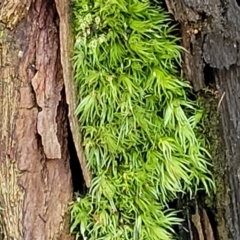 Unidentified Moss / Liverwort / Hornwort at Ulladulla, NSW - 30 Dec 2021 by tpreston