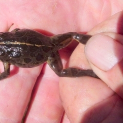 Limnodynastes tasmaniensis at Boro, NSW - suppressed