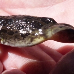 Limnodynastes tasmaniensis at Boro, NSW - suppressed