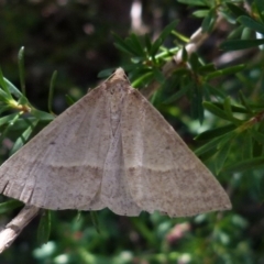 Epidesmia tryxaria (Neat Epidesmia) at Boro, NSW - 29 Dec 2021 by Paul4K