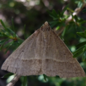 Epidesmia tryxaria at Boro, NSW - suppressed