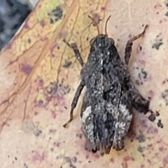 Tetrigidae (family) (Pygmy grasshopper) at Ulladulla, NSW - 30 Dec 2021 by trevorpreston