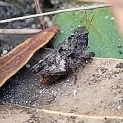 Tetrigidae (family) at Ulladulla, NSW - 30 Dec 2021