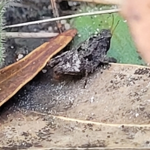 Tetrigidae (family) at Ulladulla, NSW - 30 Dec 2021