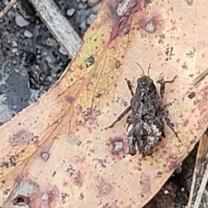 Tetrigidae (family) at Ulladulla, NSW - 30 Dec 2021