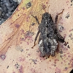 Tetrigidae (family) at Ulladulla, NSW - 30 Dec 2021