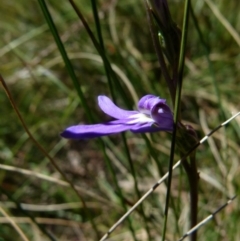 Lobelia dentata/gibbosa (Lobelia dentata or gibbosa) at Boro, NSW - 29 Dec 2021 by Paul4K