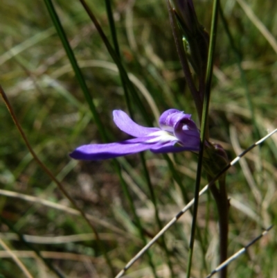Lobelia dentata/gibbosa (Lobelia dentata or gibbosa) at Boro, NSW - 29 Dec 2021 by Paul4K