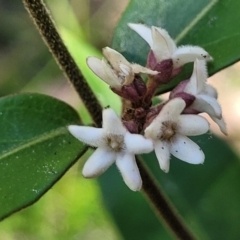 Marsdenia suaveolens (Scented Marsdenia) at Ulladulla, NSW - 30 Dec 2021 by tpreston