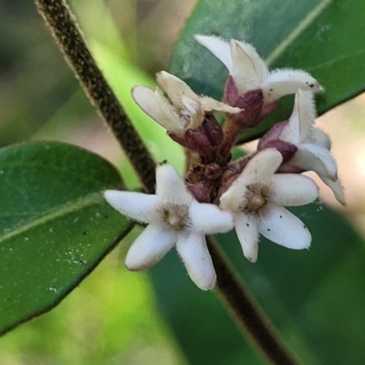 Marsdenia suaveolens (Scented Marsdenia) at Ulladulla, NSW - 30 Dec 2021 by tpreston