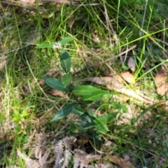 Marsdenia suaveolens at Ulladulla, NSW - 30 Dec 2021 12:08 PM