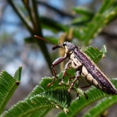 Rhinotia sp. (genus) (Unidentified Rhinotia weevil) at Boro, NSW - 29 Dec 2021 by Paul4K