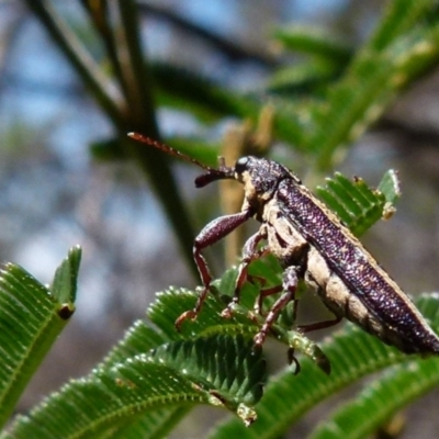 Rhinotia sp. (genus) (Unidentified Rhinotia weevil) at QPRC LGA - 29 Dec 2021 by Paul4K