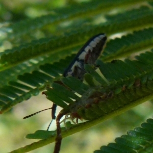 Rhinotia sp. (genus) at Boro, NSW - 29 Dec 2021