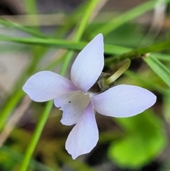 Viola silicestris (Sandstone Violet) at Ulladulla, NSW - 30 Dec 2021 by trevorpreston