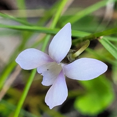 Viola silicestris (Sandstone Violet) at Ulladulla, NSW - 30 Dec 2021 by trevorpreston