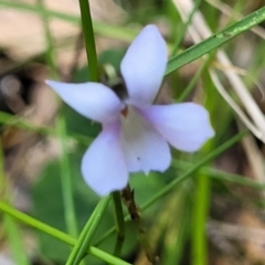 Viola silicestris at Ulladulla, NSW - 30 Dec 2021 12:08 PM
