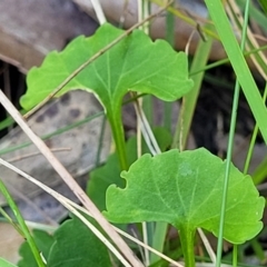 Viola silicestris at Ulladulla, NSW - 30 Dec 2021 12:08 PM