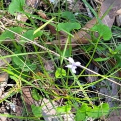 Viola silicestris at Ulladulla, NSW - 30 Dec 2021 12:08 PM