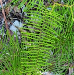 Gleichenia dicarpa (Wiry Coral Fern) at Ulladulla, NSW - 30 Dec 2021 by trevorpreston