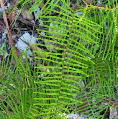 Gleichenia dicarpa (Wiry Coral Fern) at Ulladulla, NSW - 30 Dec 2021 by trevorpreston