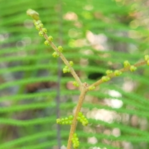 Gleichenia dicarpa at Ulladulla, NSW - suppressed