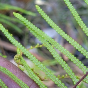 Gleichenia dicarpa at Ulladulla, NSW - suppressed