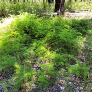 Gleichenia dicarpa at Ulladulla, NSW - suppressed