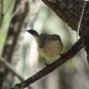 Acanthiza reguloides at Boro, NSW - suppressed