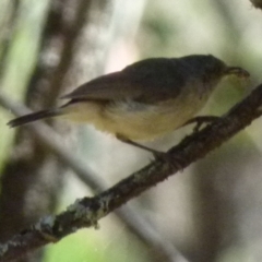 Acanthiza reguloides at Boro, NSW - suppressed