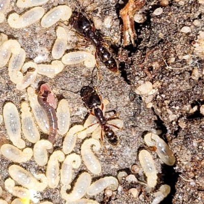 Amblyopone sp. (genus) (Slow ant) at Ulladulla, NSW - 30 Dec 2021 by trevorpreston