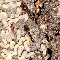 Unidentified Ant (Hymenoptera, Formicidae) at Ulladulla, NSW - 30 Dec 2021 by tpreston