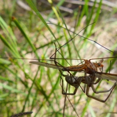 Unverified Spider by Paul4K