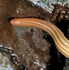 Fletchamia quinquelineata (Five-striped flatworm) at Ulladulla, NSW - 30 Dec 2021 by trevorpreston