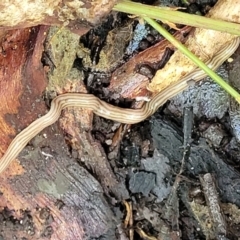 Fletchamia quinquelineata at Ulladulla, NSW - 30 Dec 2021