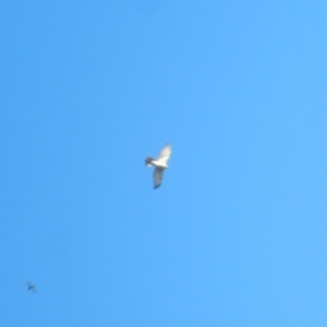 Accipiter novaehollandiae at Jerrabomberra Wetlands - 18 Apr 2020