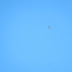 Accipiter novaehollandiae at Jerrabomberra Wetlands - 18 Apr 2020