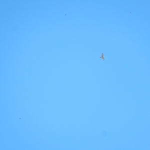 Accipiter novaehollandiae at Jerrabomberra Wetlands - 18 Apr 2020