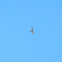 Accipiter novaehollandiae at Jerrabomberra Wetlands - 18 Apr 2020