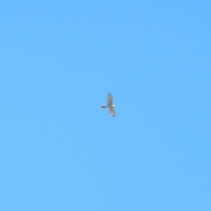 Accipiter novaehollandiae at Jerrabomberra Wetlands - 18 Apr 2020