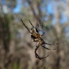 Araneinae (subfamily) (Orb weaver) at Boro, NSW - 29 Dec 2021 by Paul4K