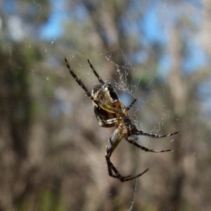 Araneinae (subfamily) at Boro, NSW - suppressed