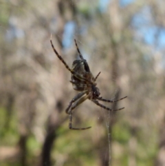 Araneinae (subfamily) at Boro, NSW - 29 Dec 2021