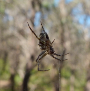 Araneinae (subfamily) at Boro, NSW - suppressed