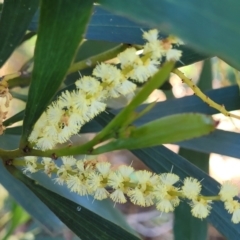 Acacia longifolia subsp. longifolia (Sydney Golden Wattle) at Ulladulla, NSW - 30 Dec 2021 by tpreston
