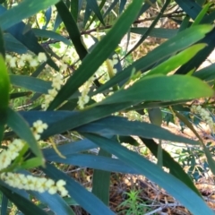 Acacia longifolia subsp. longifolia at Ulladulla, NSW - 30 Dec 2021