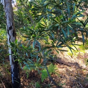 Acacia longifolia subsp. longifolia at Ulladulla, NSW - 30 Dec 2021