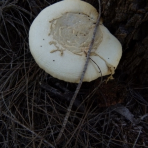 Amanita sp. at Boro, NSW - suppressed