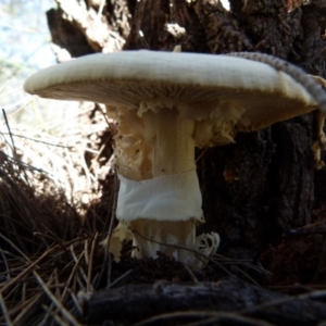 Amanita sp. at Boro, NSW - suppressed